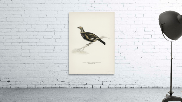 Hybrid between Black grouse and Willow ptarmigan Yrurus tetrix x lagopus lagopus Wall Preview