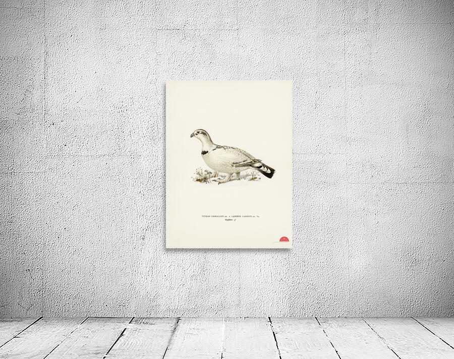 Hybrid between Western capercaillie and Willow ptarmigan Tetrao urogallus x lagopus lagopus Wall Preview