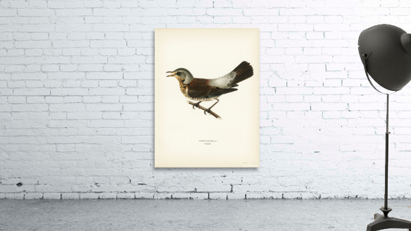 Fieldfare Turdus pilaris Wall Preview