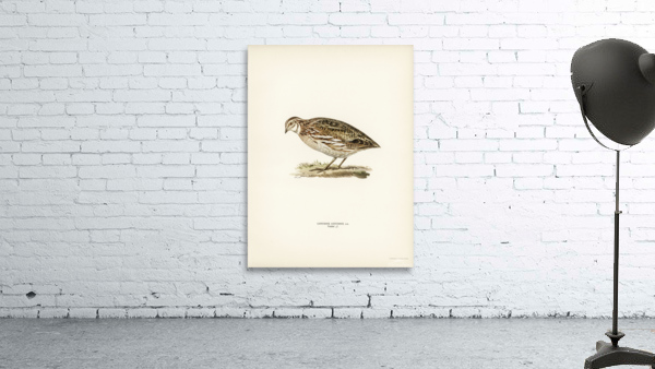 Common quail Coturnix coturnix Wall Preview