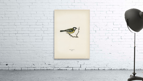 Talgoxe PARUS MAJOR LIN. Wall Preview