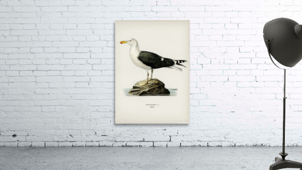 Great black-backed gull Larus Marinus Wall Preview