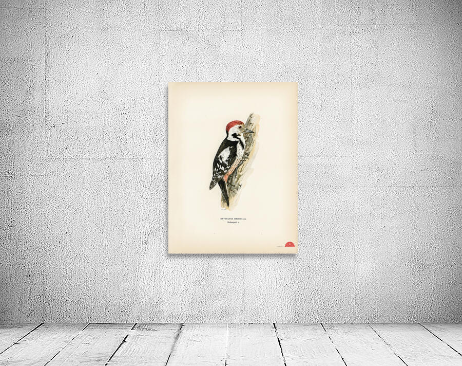 Dryobates medius Wall Preview