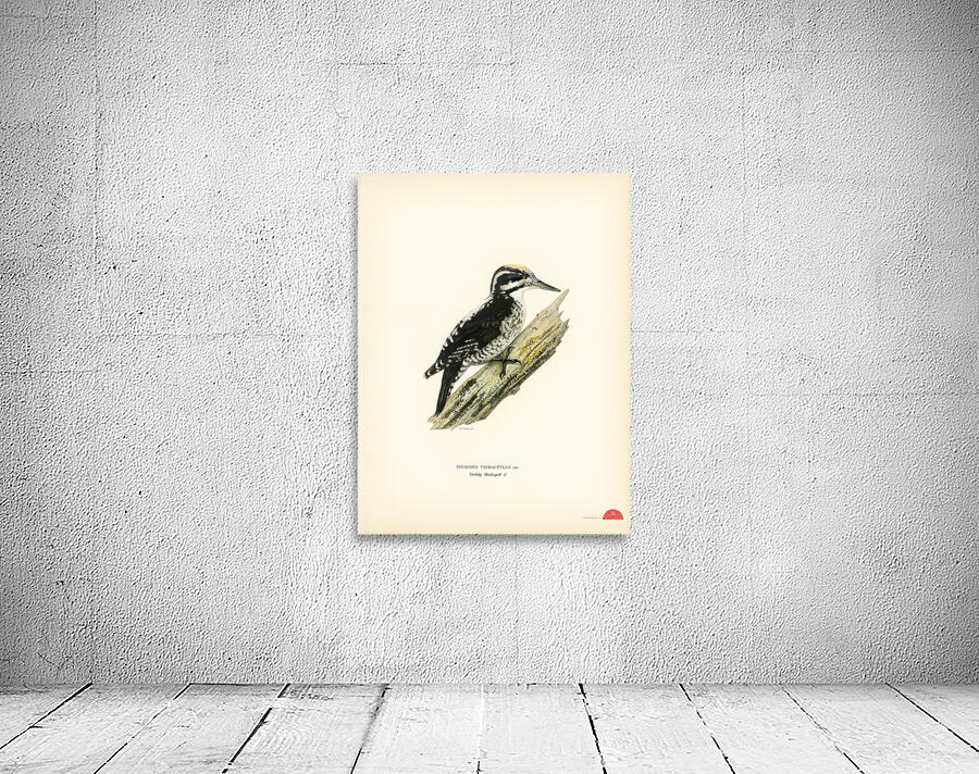 Three-toed woodpecker Picoides Tridactylu Wall Preview