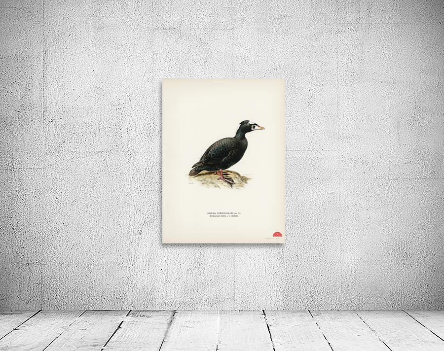 Surf Scoter male Oidemia perspicillata Wall Preview