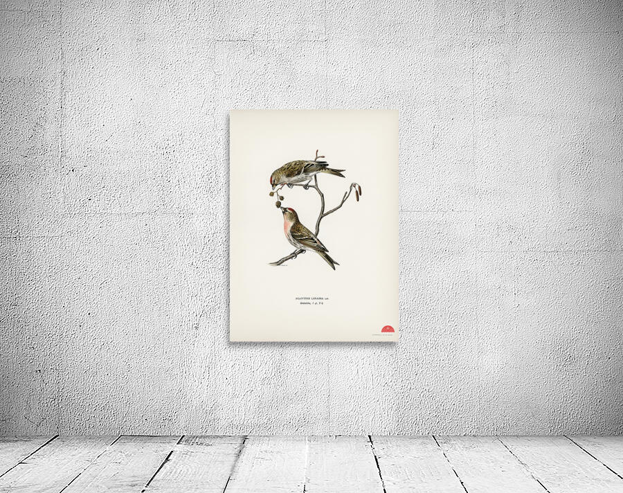 common linnet Acanthis linaria Wall Preview