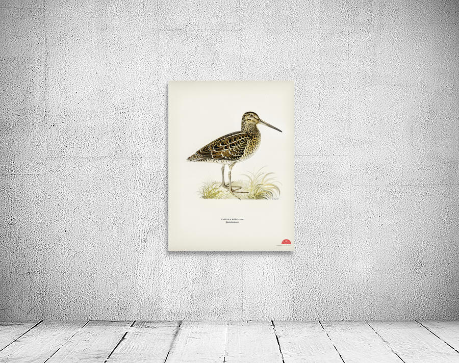 Great snipe Capella media Wall Preview