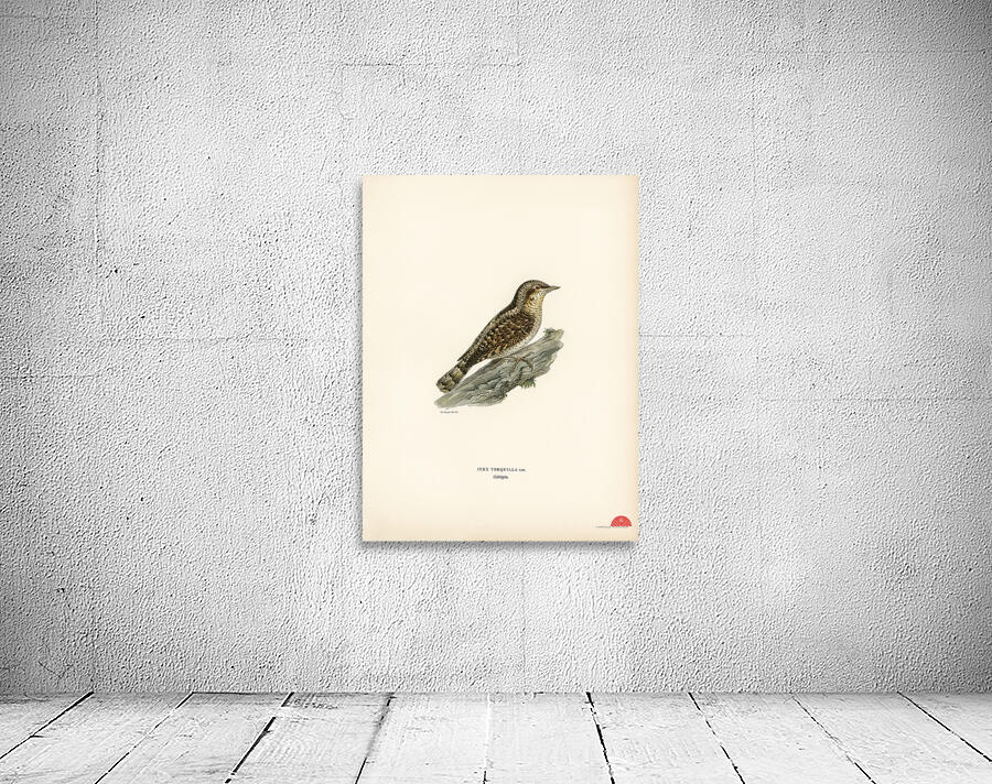 Eurasian wryneck Jynx torquilla Wall Preview