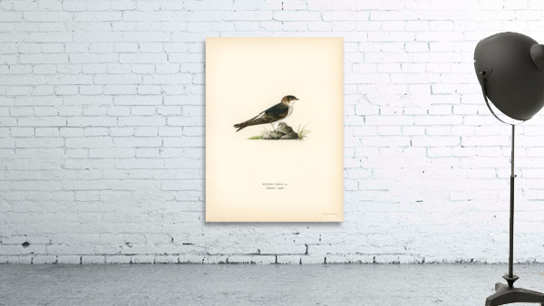 Young common house-martin Hirundo urbica Wall Preview