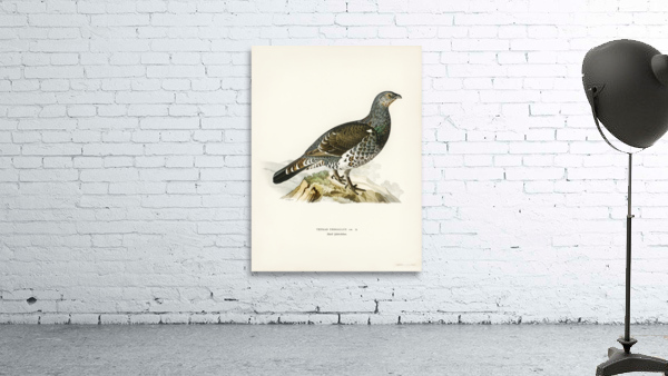 Tetrao Urogallus Wall Preview