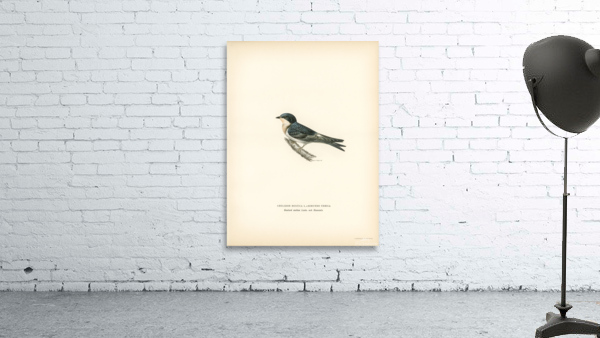 Hybrid between common house-martin and barn swallow Chelidon rustica L.xHirundo urbica Wall Preview