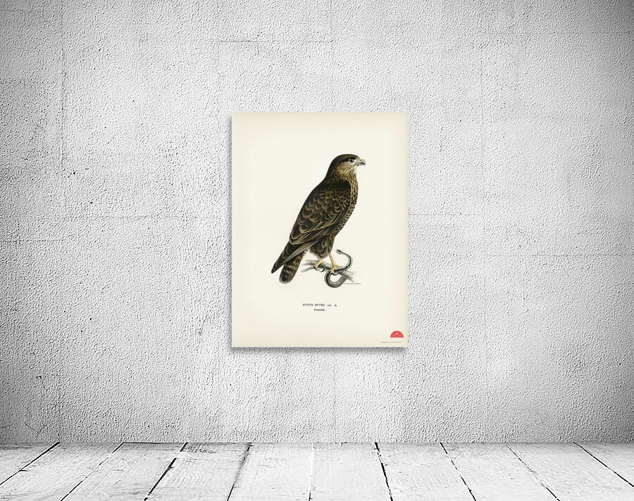 Common Buzzard BUTEO BUTEO Wall Preview