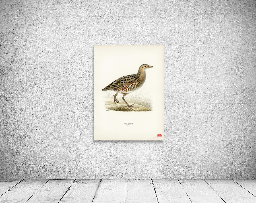 Common Buzzard BUTEO BUTEO Wall Preview