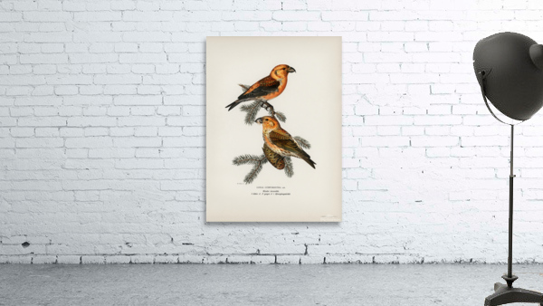 Common Buzzard BUTEO BUTEO Wall Preview