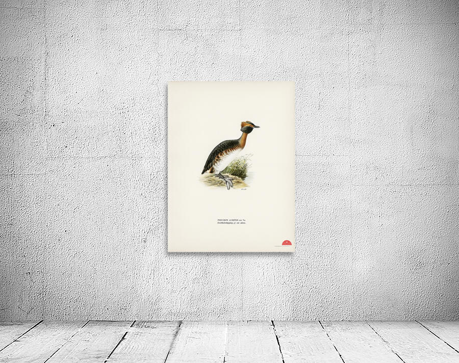 Horned grebe-in spring Podiceps auritus Wall Preview