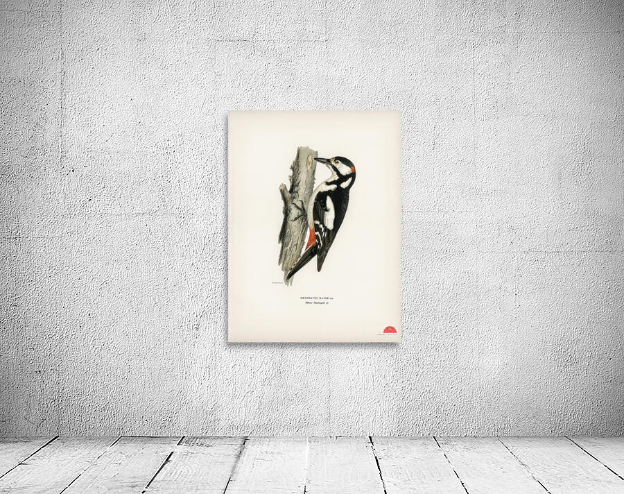 Great spotted woodpecker-male Dryobates major Wall Preview