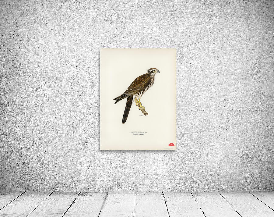 Eurasian Sparrowhawk Accipiter nisus Wall Preview