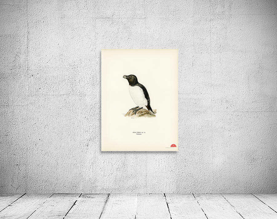 Razorbill Alca torda Wall Preview