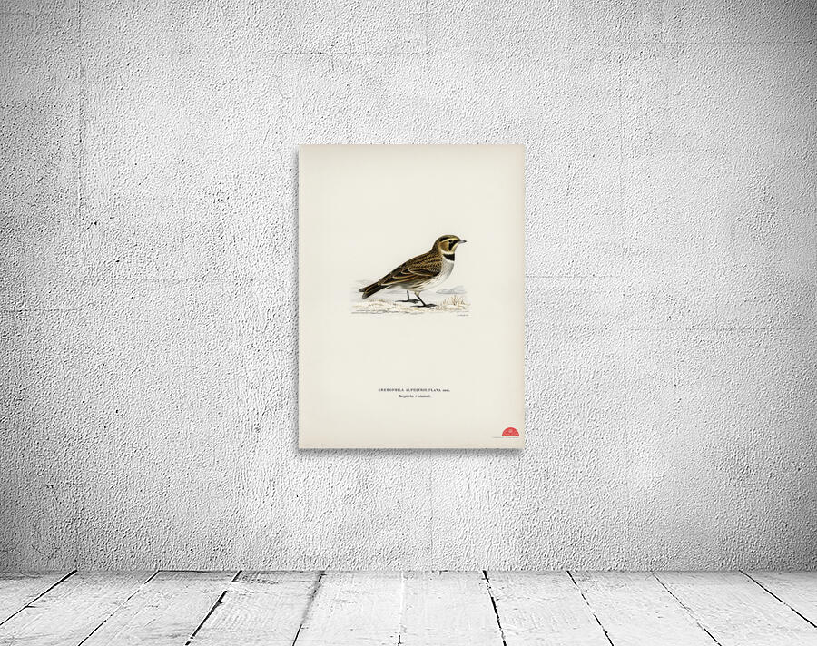 Horned lark Eremophila alpestris flava Wall Preview