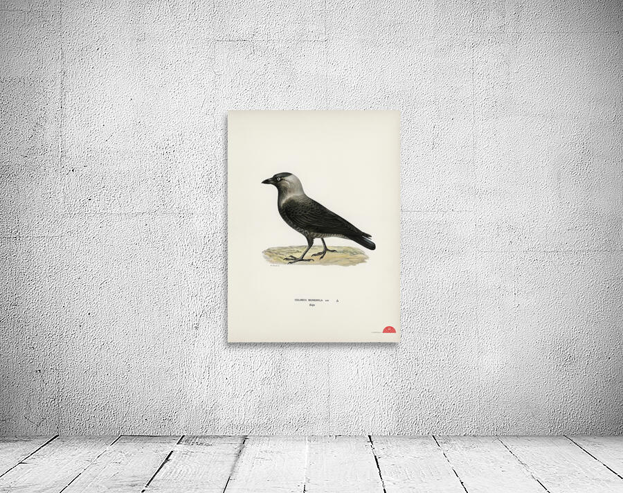Western jackdaw Coloeus monedula Wall Preview