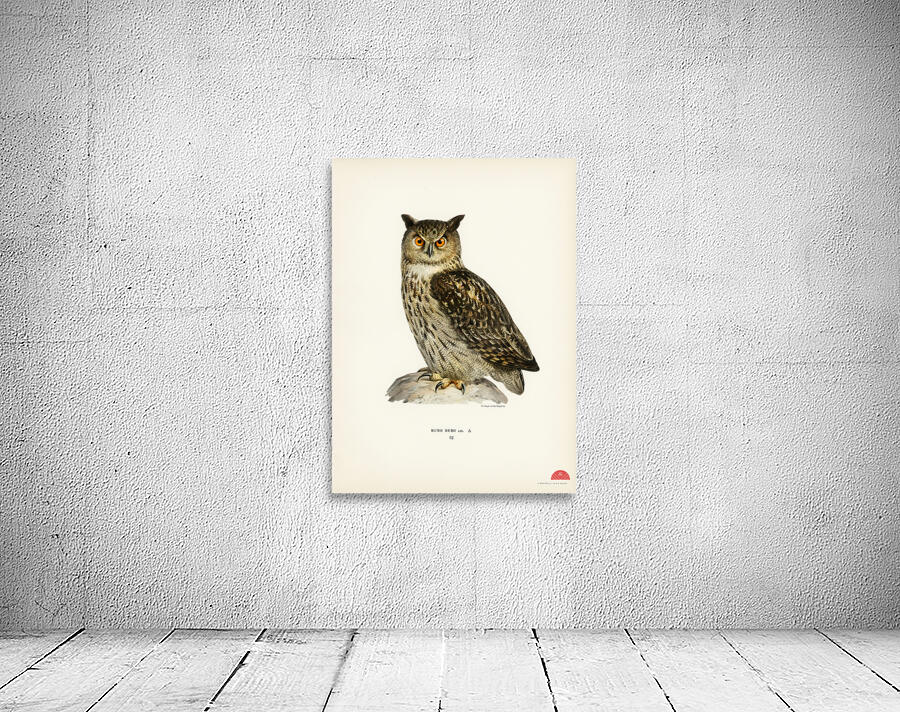 Eurasian eagle-owl BUBO BUBO Wall Preview