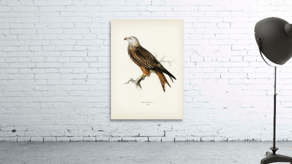 Red Kite Milvus milvus Wall Preview