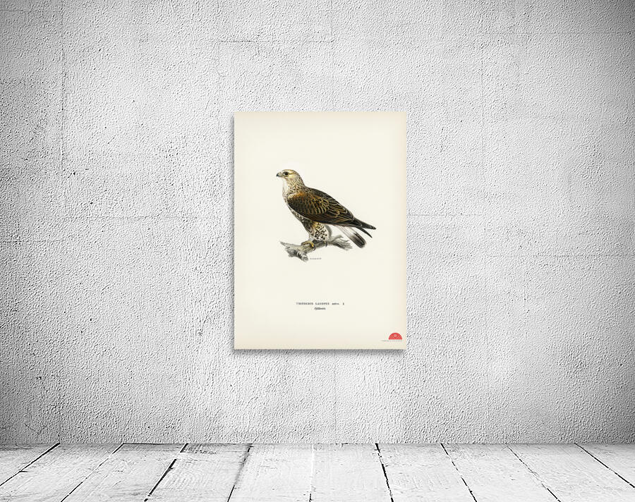 Rough-legged Hawk TRIORCHIS LAGOPUS Wall Preview