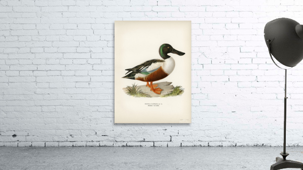 Cinnamon teal Spatula cyanoptera Wall Preview