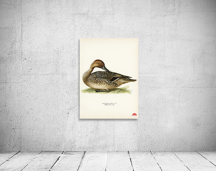 Northern Pintail Anas [dafila] acuta Wall Preview