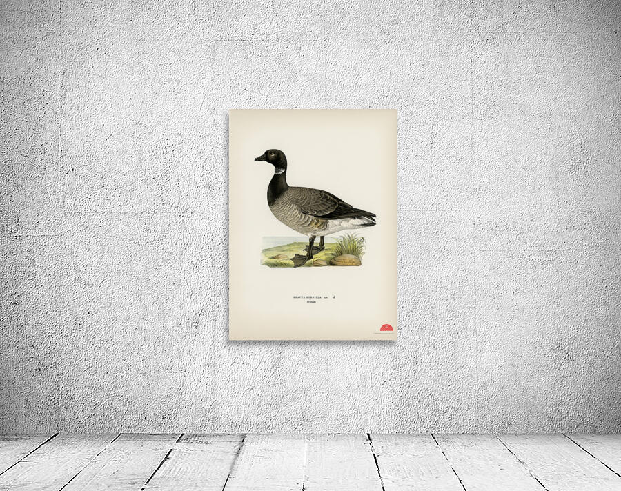 Brant Goose Branta bernicla Wall Preview