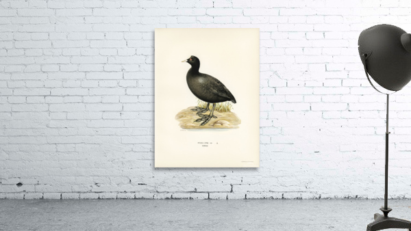 Eurasian coot Fulica atra Wall Preview