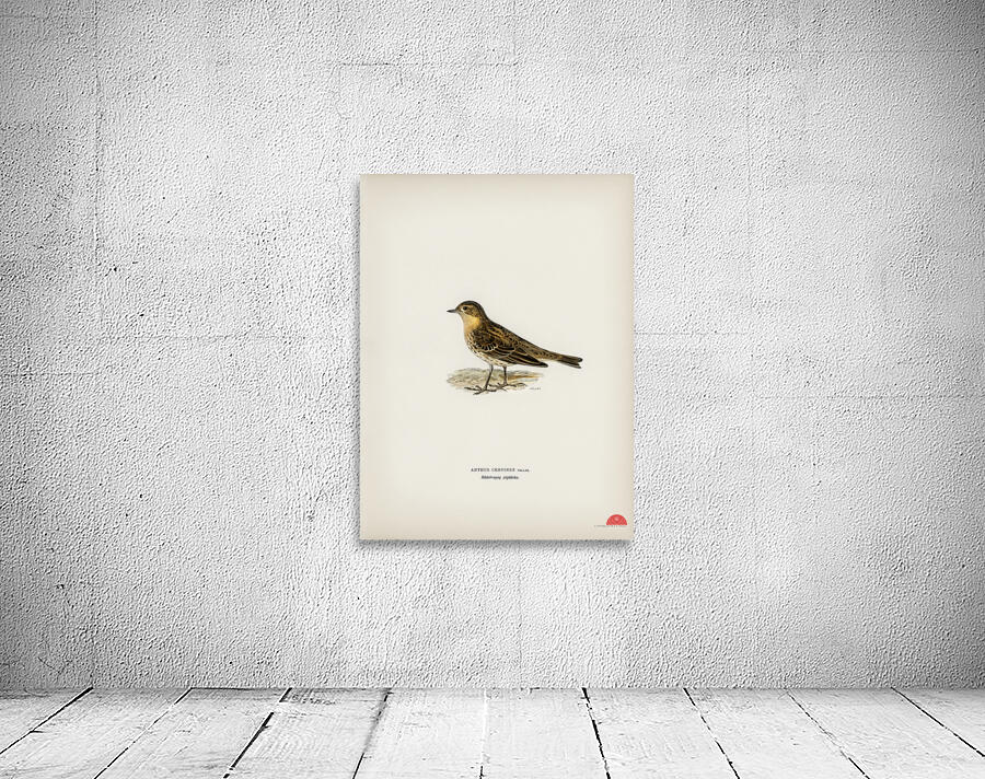 Red-throated pipit Anthus cervinus bird Wall Preview