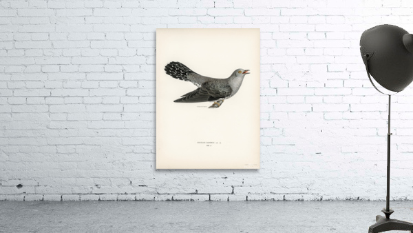 Common cuckoo-male Cuculus canorus Wall Preview