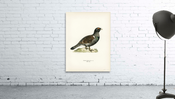 Western capercaillie TETRAO UROGALLUS Wall Preview