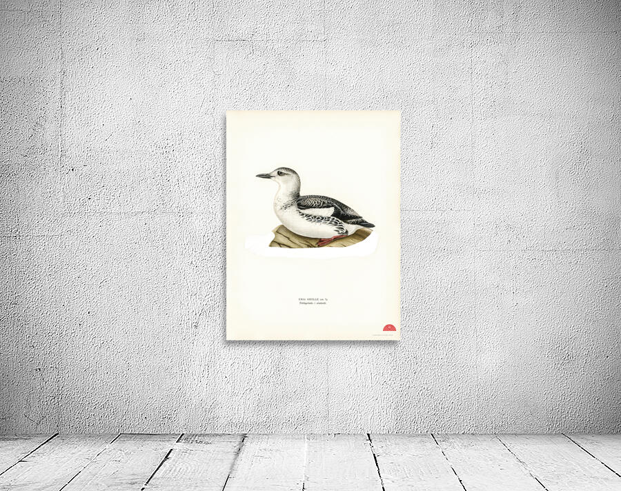 Black guillemot URIA GRYLLE Wall Preview