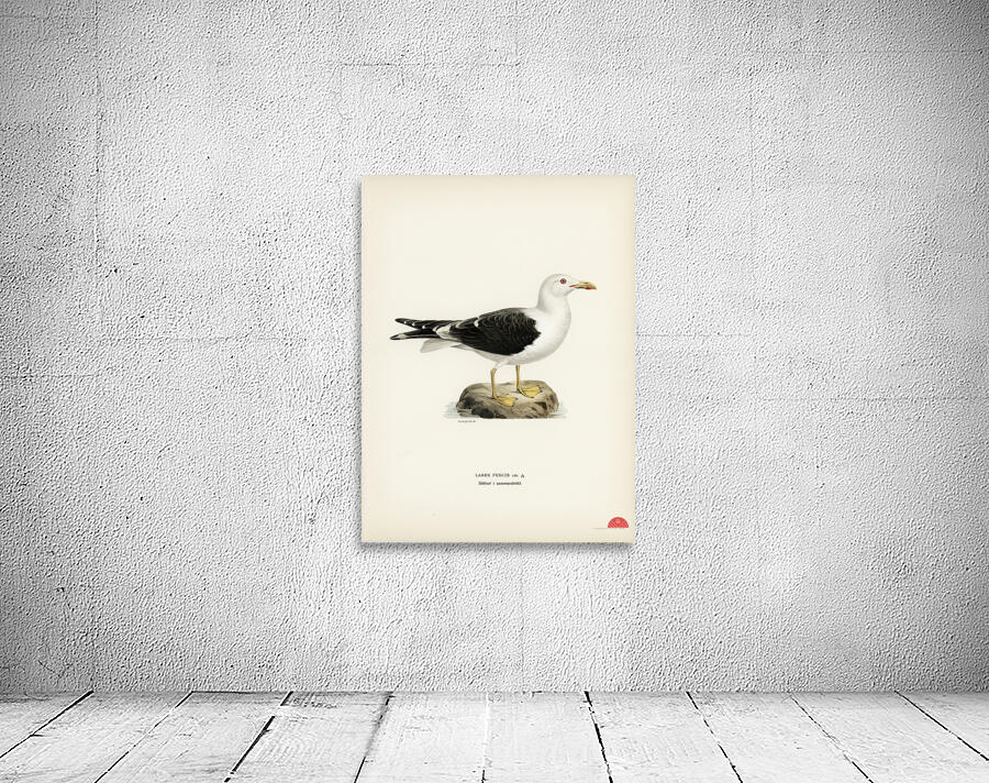 Lesser blak-backed gull Larus fuscus Wall Preview