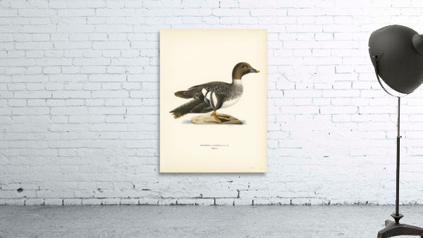 Goldeneye female Bucephala clangula Wall Preview