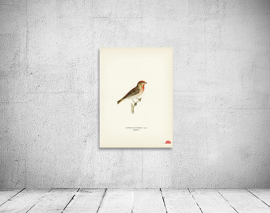 Common rosefinch male Carpodacus erythrinus Wall Preview