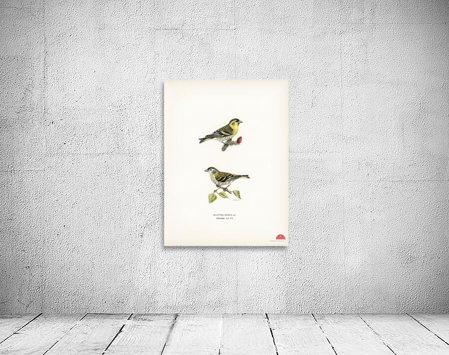 Siskin  Spinus spinus 1♂ 2♀ Wall Preview