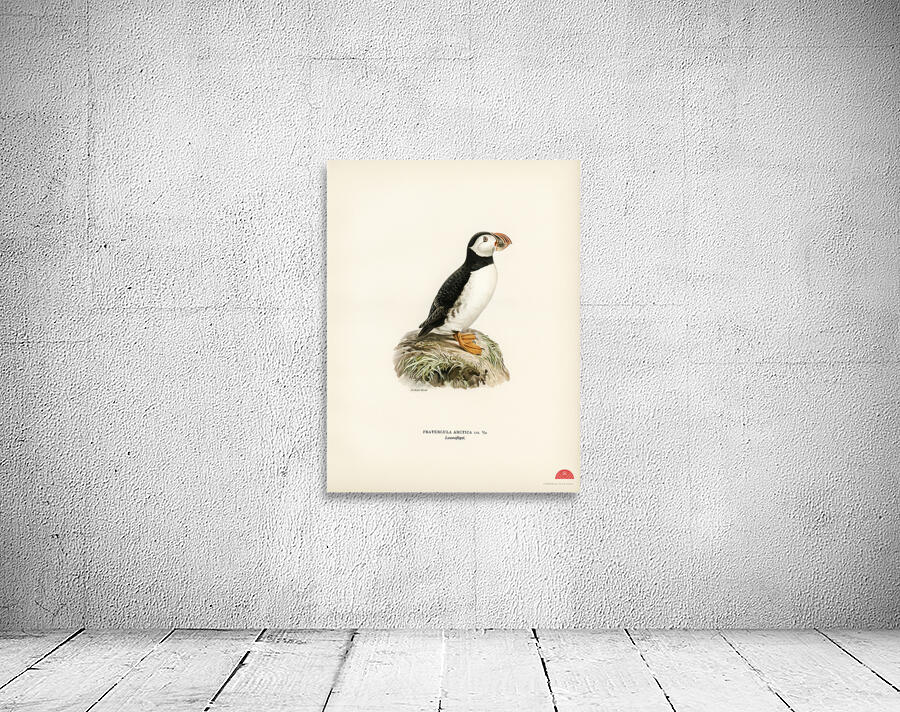 Atlantic puffin Fratercula arctica Wall Preview