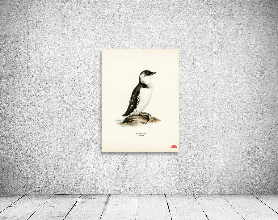Little auk Alle alle Wall Preview