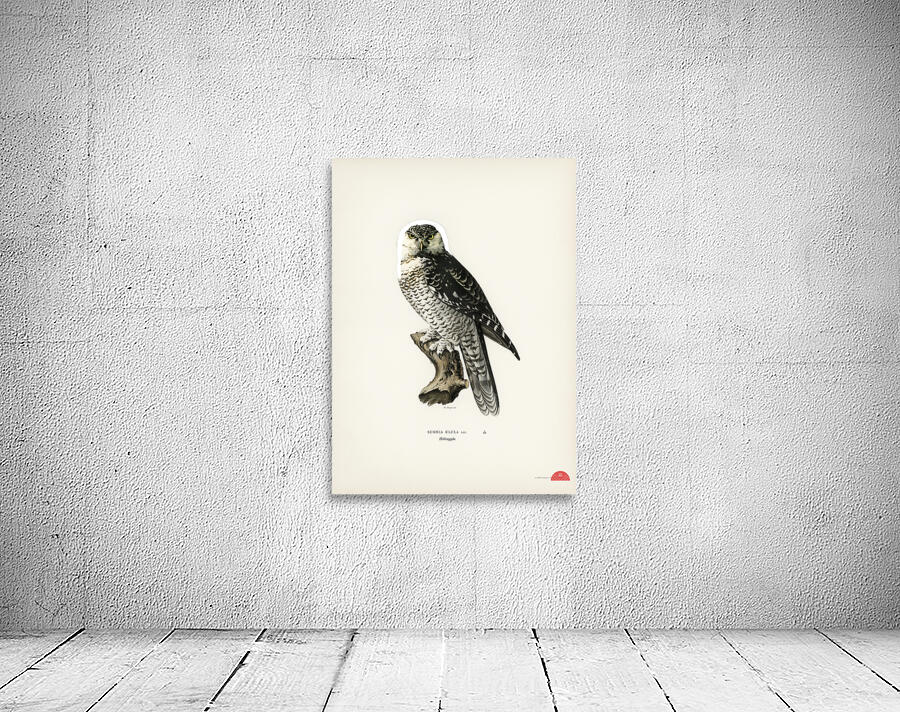 Northern hawk-owl SURNIA ULULA Wall Preview