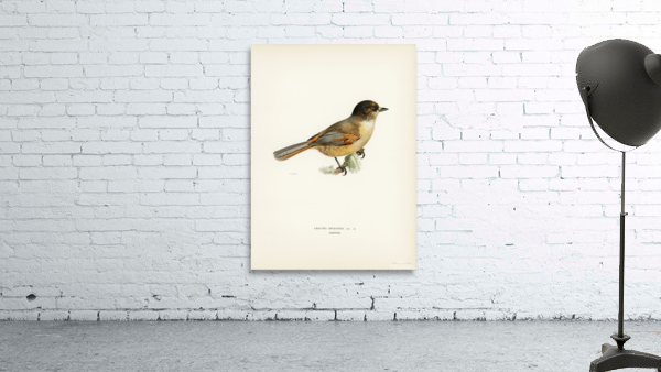 Siberian Jay Perisoreus infaustus Wall Preview