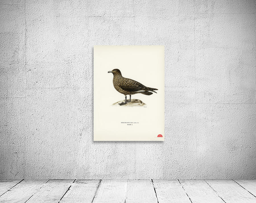 Great skua Stercorarius skua Wall Preview