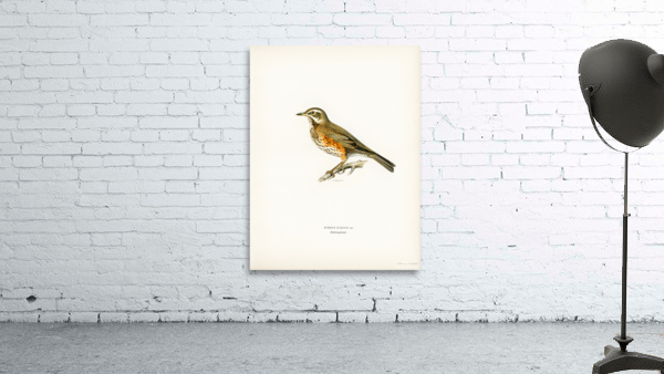 Redwing Turdus iliacus Wall Preview