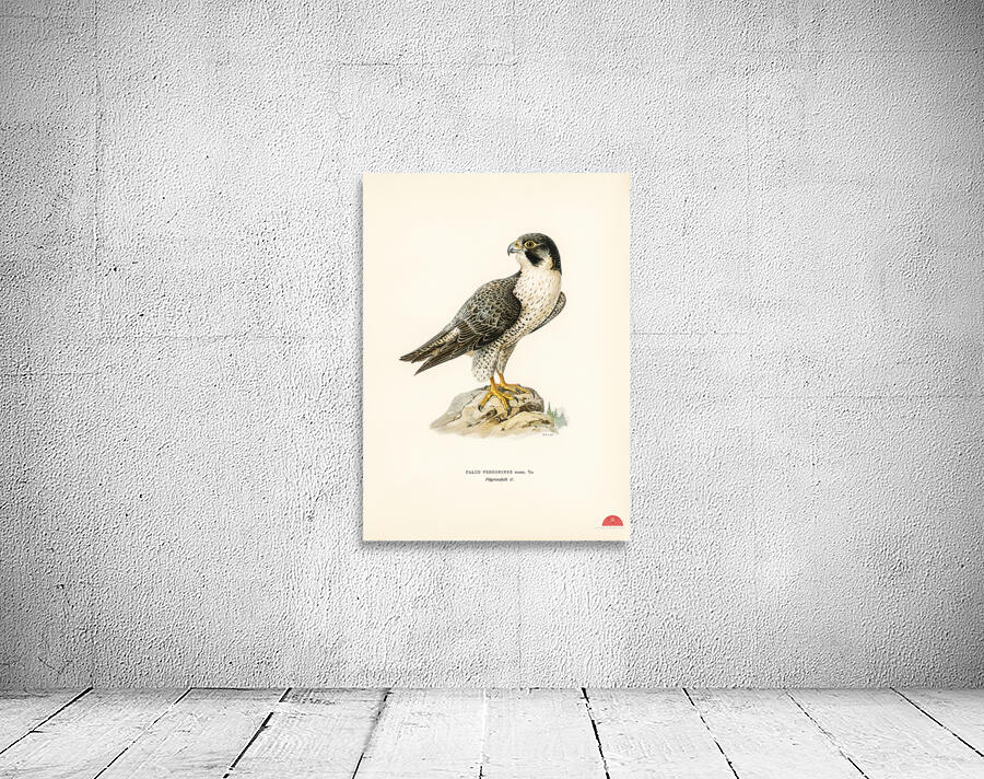 Peregrine Falcon Falco peregrinus Wall Preview