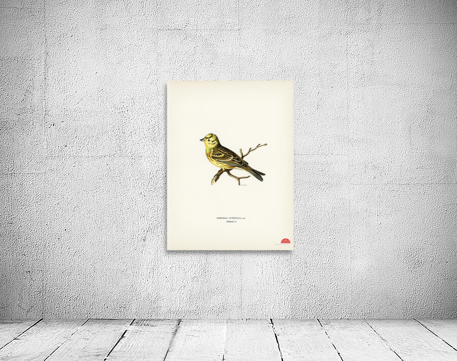 Yellowhammer male Emberiza citrinella Wall Preview