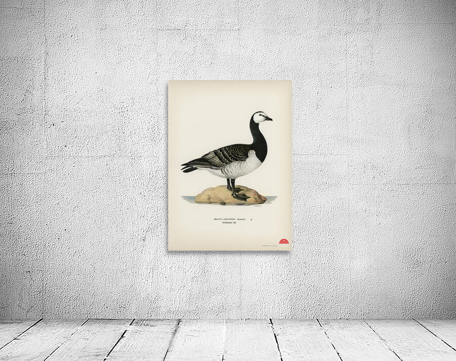 Barnacle Goose BRANTA LEUCOPSIS Wall Preview