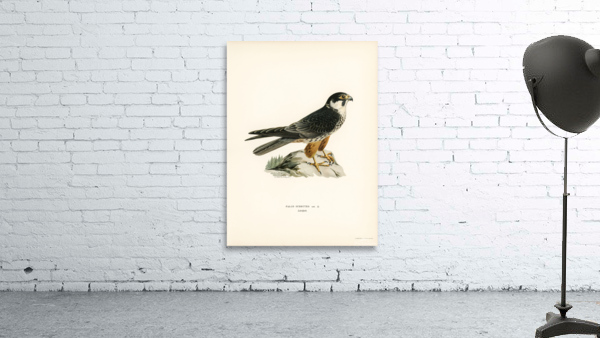 Eurasian Hobby Falco subbuteo Wall Preview