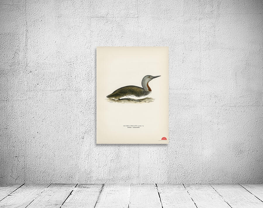 Red-throated loon Colymbus Stellatus Wall Preview